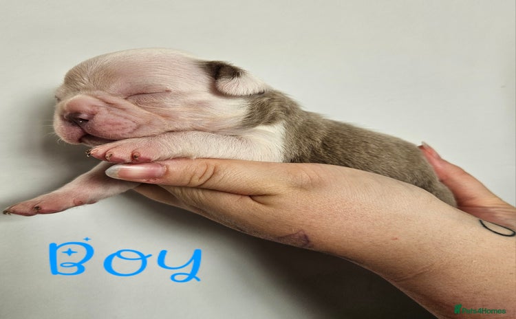 Mixed Breed dogs - Advert 16