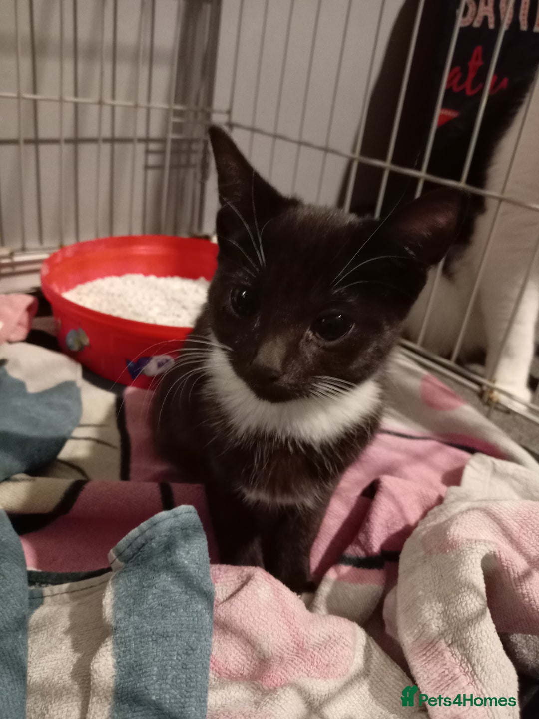 Mixed Breed cats for sale: Beautiful female kitten  - Advert 3