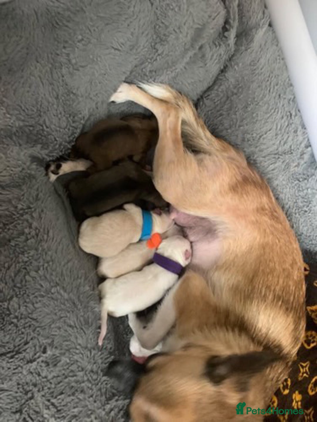 Pomchi dogs for sale: 🐾POMCHI PUPPIES🐾 - Image 3