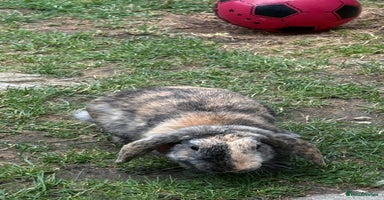 English Lop rabbits - Advert 1