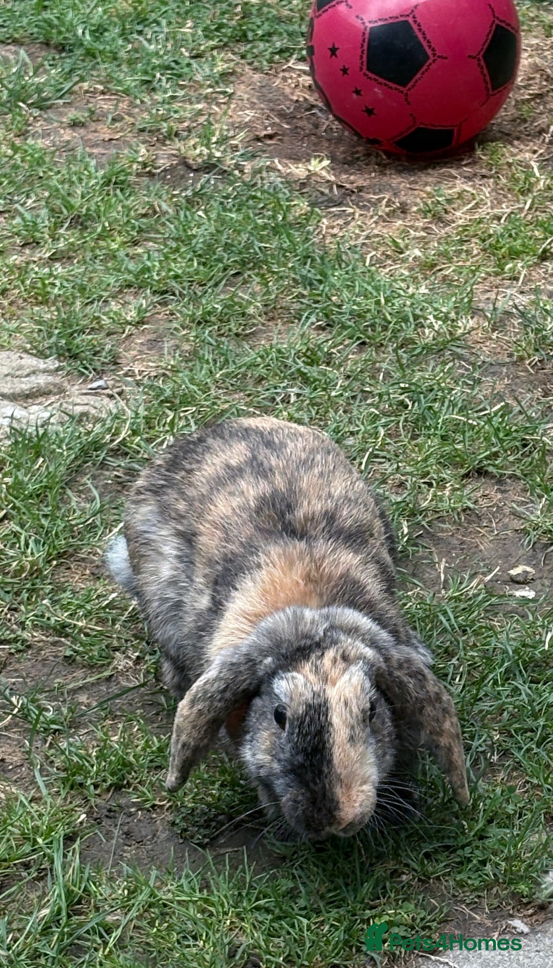 English Lop rabbits for sale: Brothers For Sale! - Image 3
