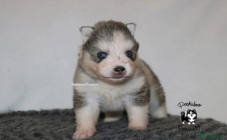 Pomsky dogs - Advert 12
