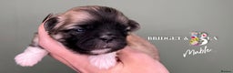 Pekingese dogs for sale: 🩷QUALITY BOYS & GIRLS🩵 - Advert 9