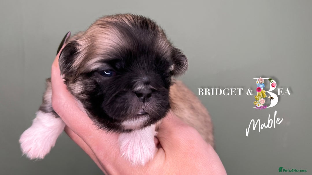 Pekingese dogs for sale: 🩷QUALITY BOYS & GIRLS🩵 - Advert 9