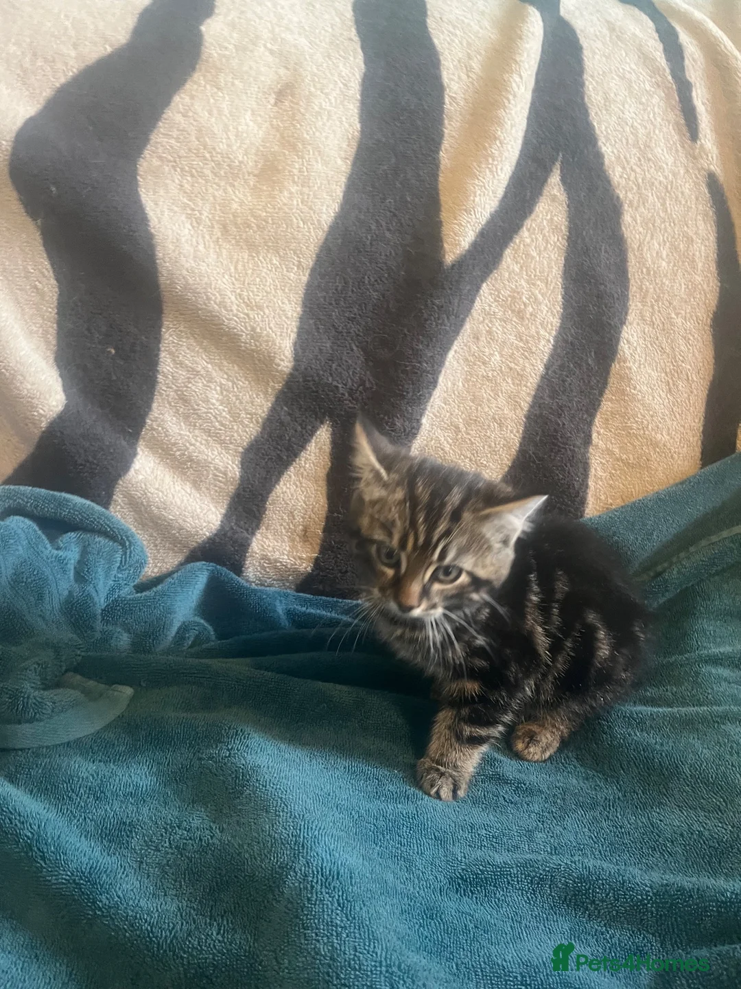 Mixed Breed cats for sale: Kittens looking for their forever homes  - Advert 15