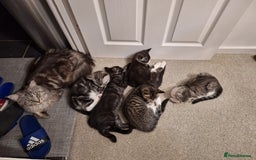 Maine Coon cats for sale: Maine Coon cross breed kittens 😸 😍  - Image 6