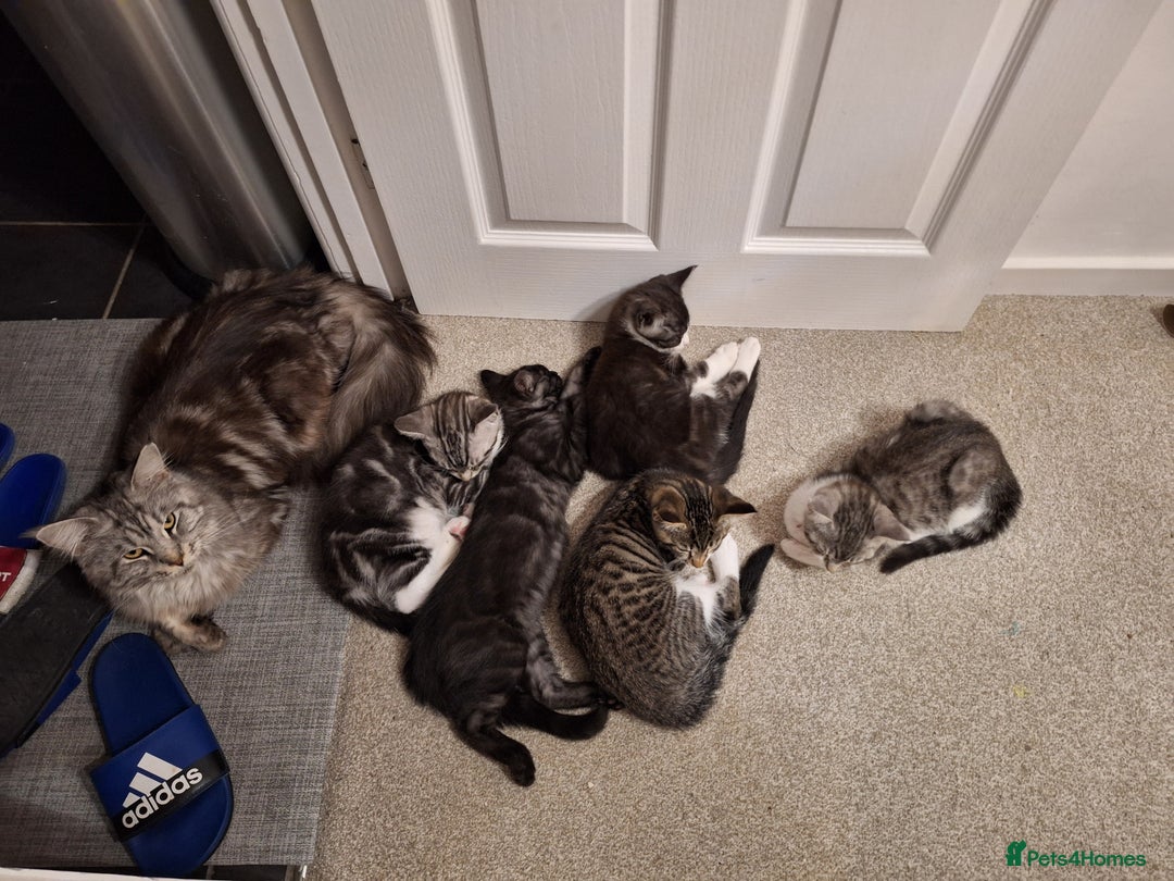Maine Coon cats for sale: Maine Coon cross breed kittens 😸 😍  - Image 6
