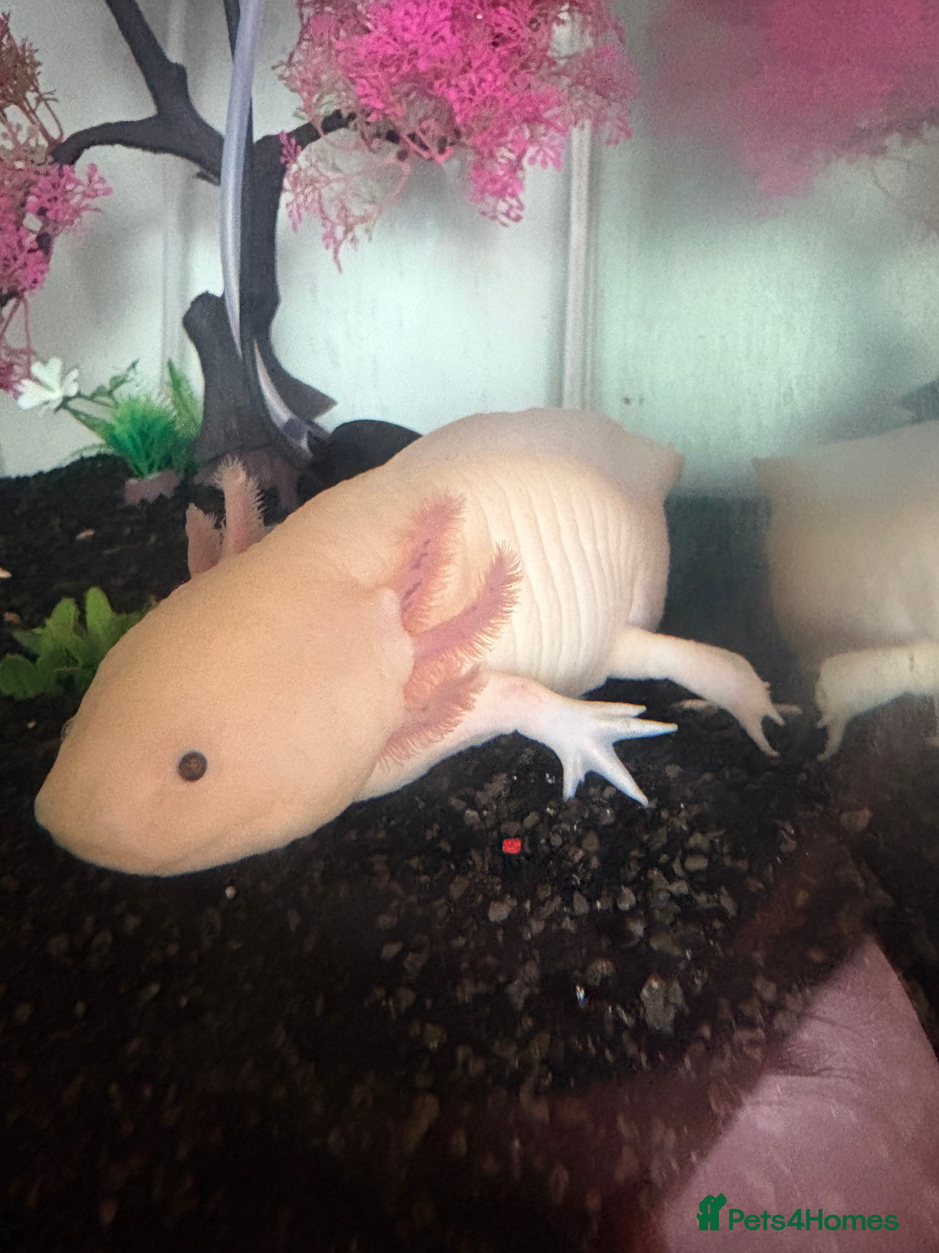 Axolotl reptiles Male Albino Axolotl  in Wrexham - Advert 2