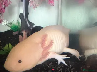Axolotl reptiles Male Albino Axolotl in Wrexham - Advert 9