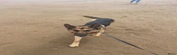 German Shepherd dogs for sale: Benji in Louth - Advert 10
