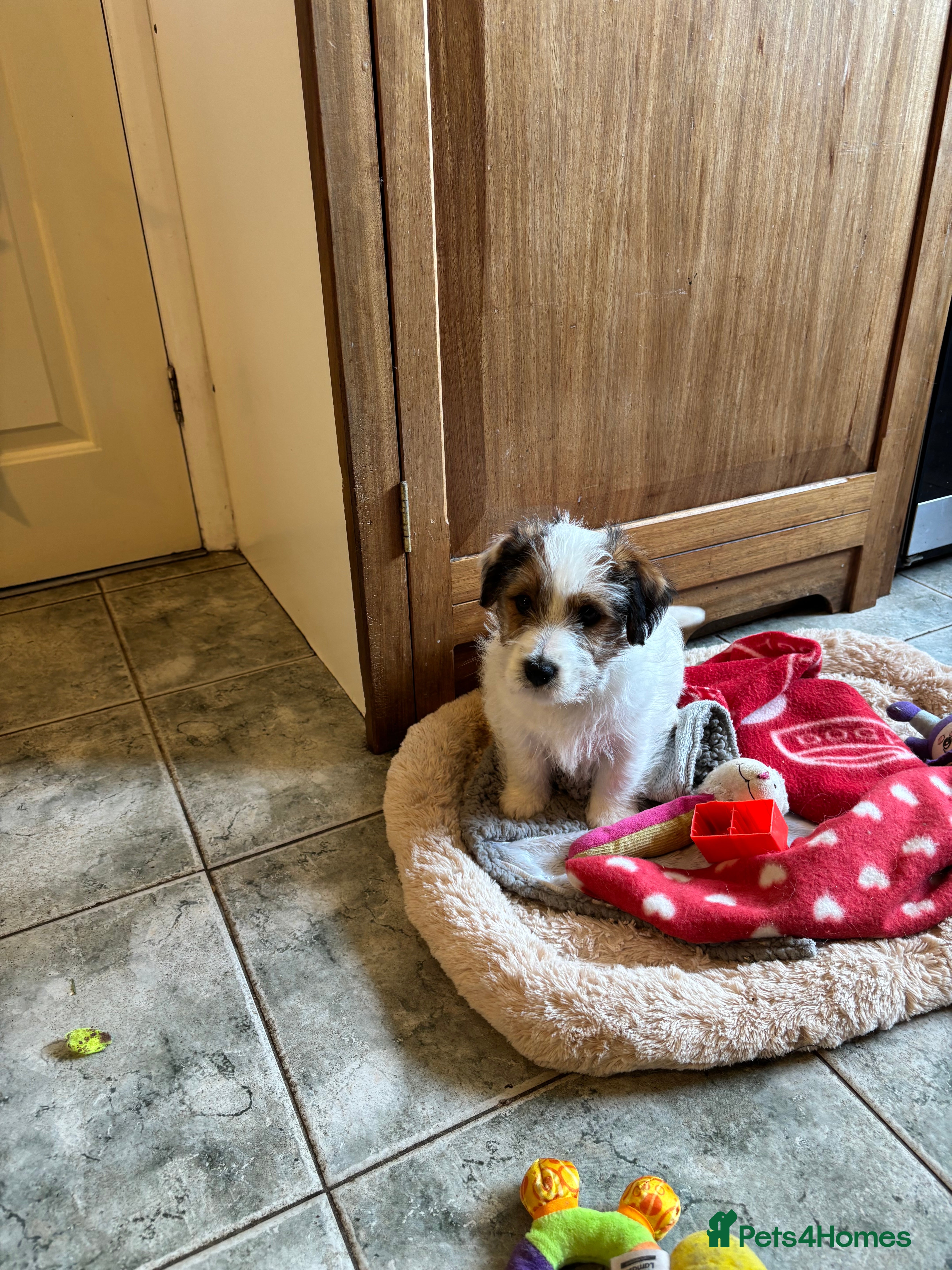 Jack Russell dogs KC Reg Jack Russell  - Advert 1