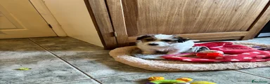 Jack Russell Puppy 1