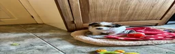 Jack Russell dogs for sale: KC Reg Jack Russell  in Market Rasen - Advert 1