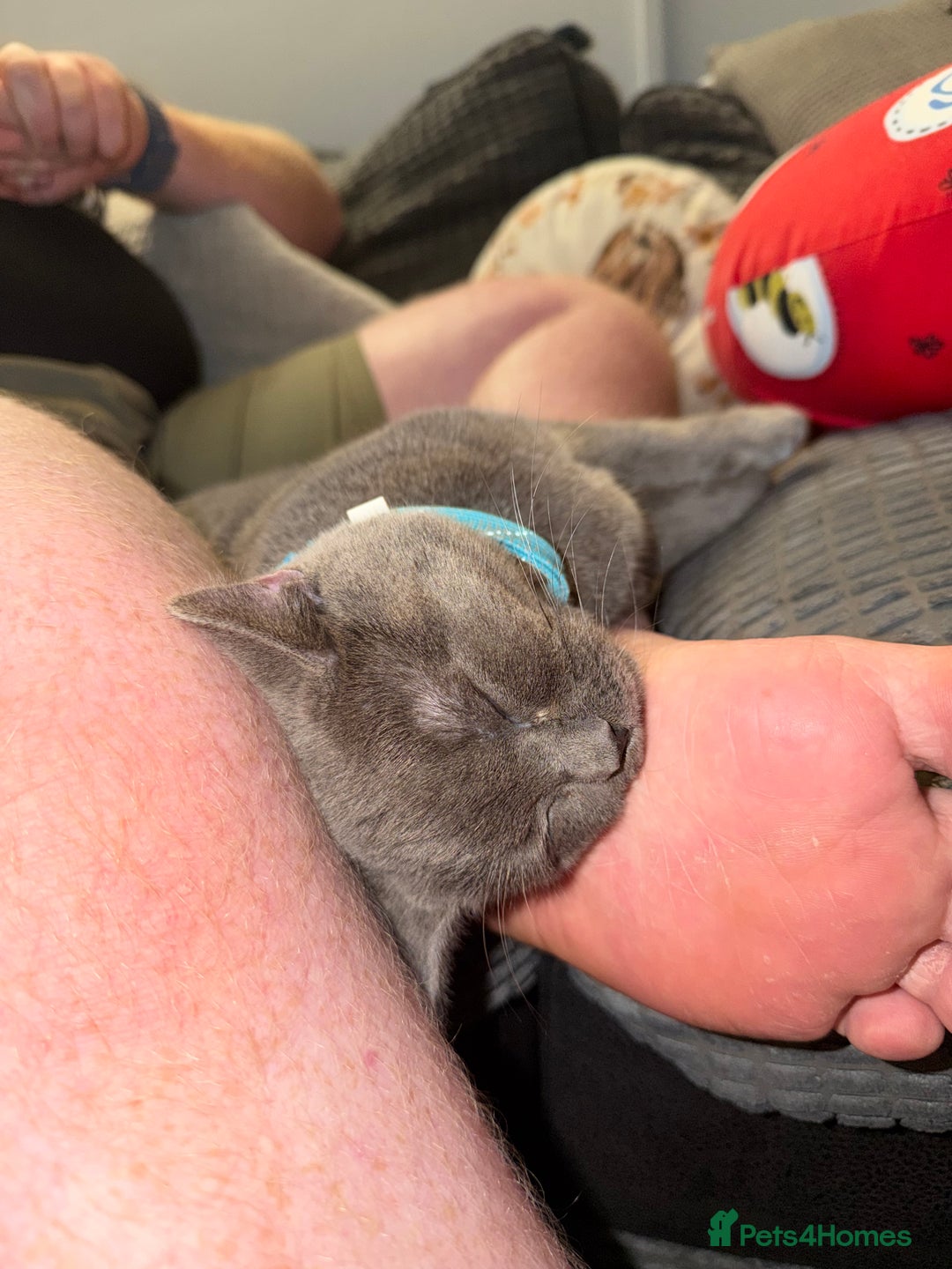 British Shorthair cats for sale: Two Beautiful Kiitens - blue sh & ginger tabby  - Image 11