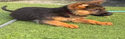 German Shepherd dogs for sale: German Shepard puppies ⭐️ready to be rehomed ⭐️ - Advert 9