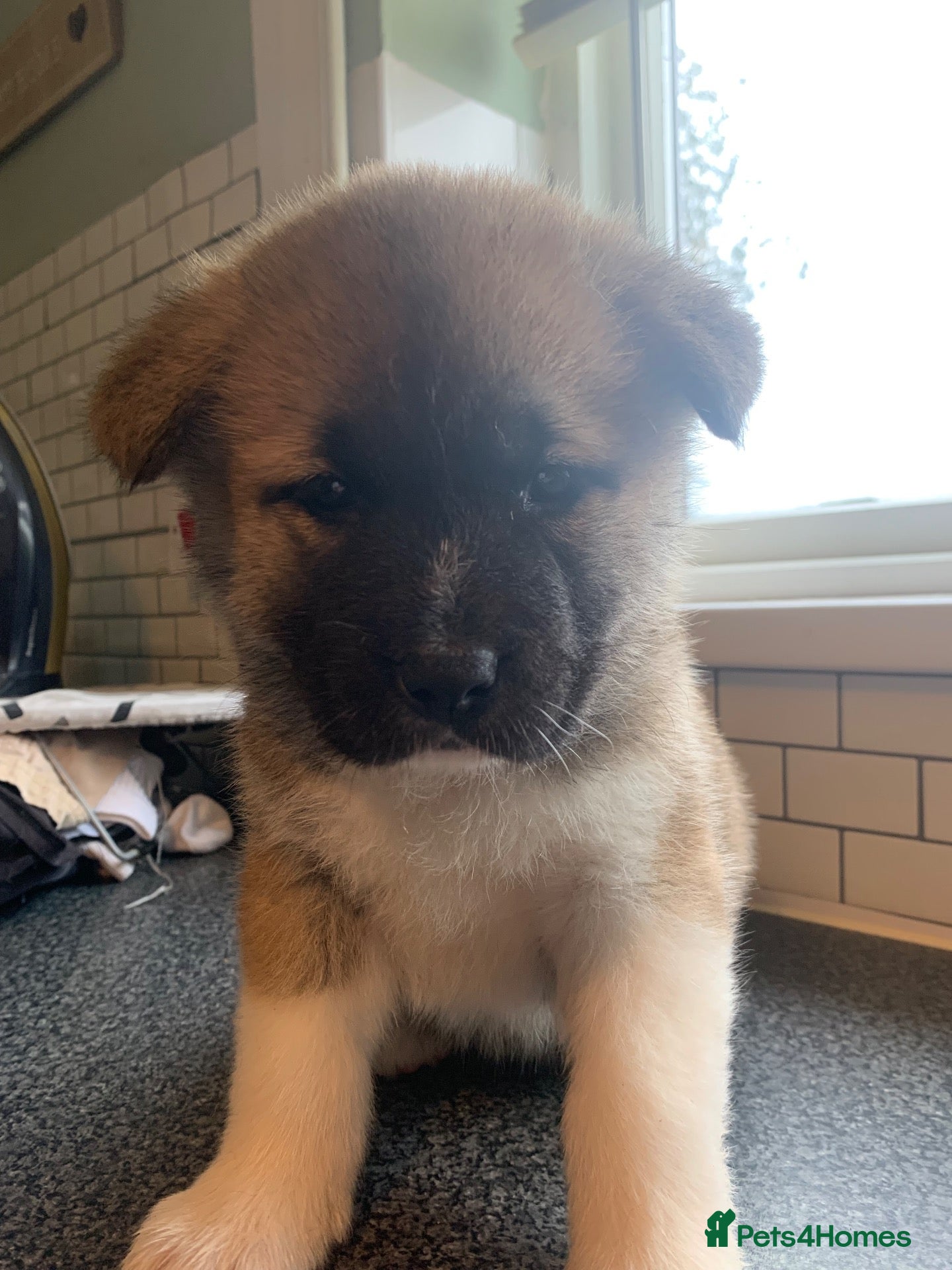 Akita dogs for sale: American Akita Pups - Advert 6