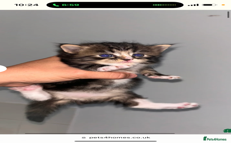 Persian cats - Advert 4