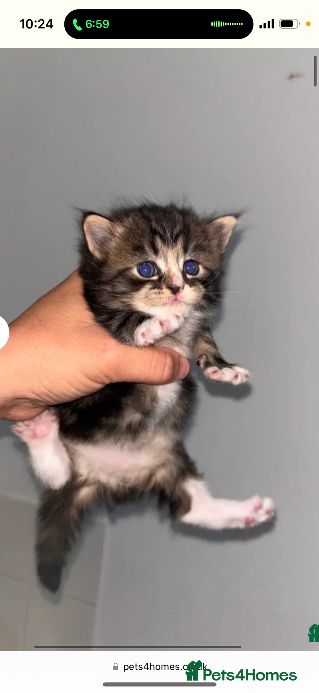 Persian cats for sale: Persian ragdoll  - Image 1