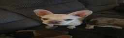 French Bulldog dogs for sale: French bull dog puppies (Apollo blood line) - Advert 2