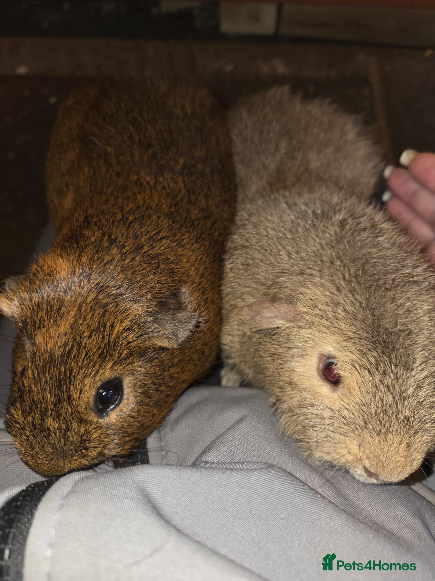Mixed Breed rodents guinea pigs  - Advert 1
