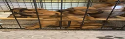 Mixed Breed dogs for sale: Patterdale x Plummer terrier pups - Advert 11
