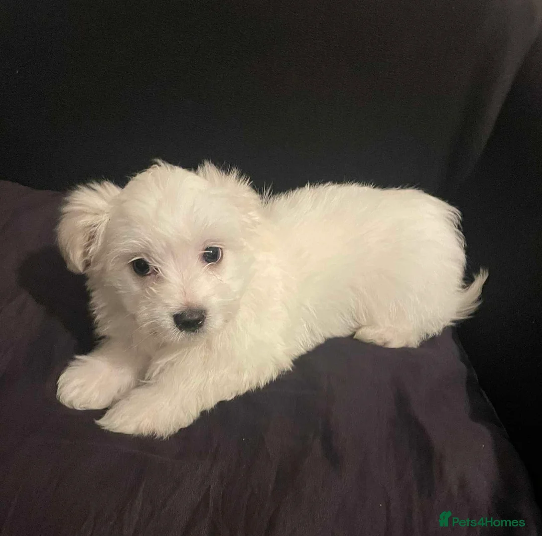 Maltese dogs for sale: Purebred Maltese Puppies Ready Now - Advert 5