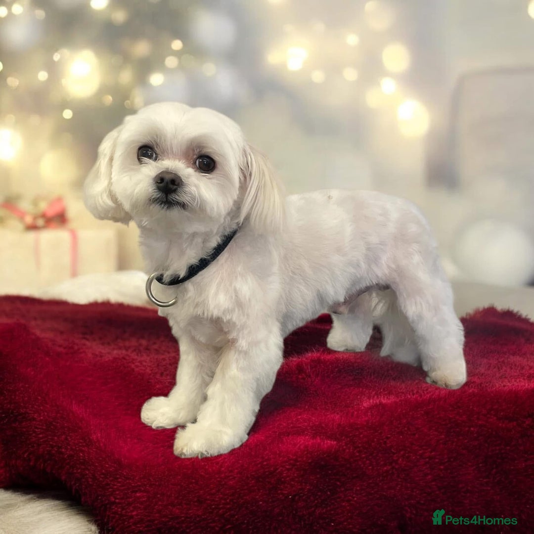 Maltipoo dogs for sale: Multipoo  - Image 21