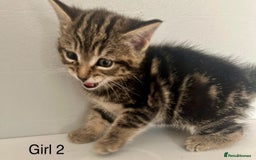Bengal cats for sale: Gorgeous bengal kittens. READY NOW!!!! - Image 14