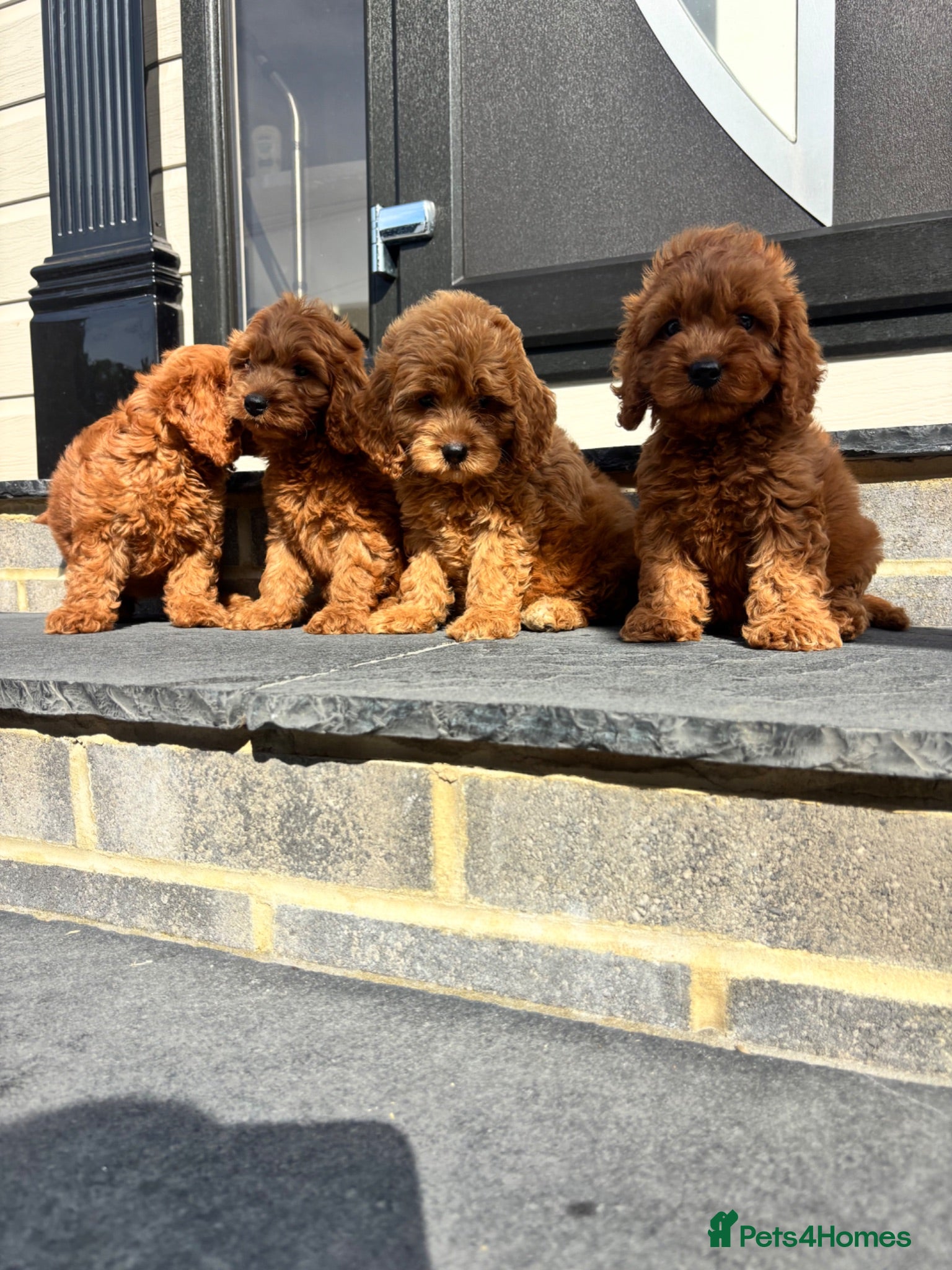 Cockapoo dogs KC Parents F1 Ready To Leave !!! - Advert 2