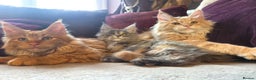 Maine Coon cats for sale: TiCA reg/Parents Fully Health Tested - Advert 2