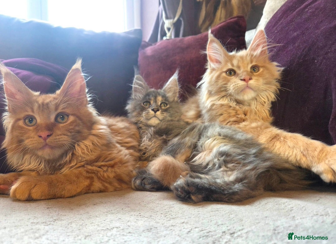 Maine Coon cats for sale: TiCA reg/Parents Fully Health Tested - Advert 2