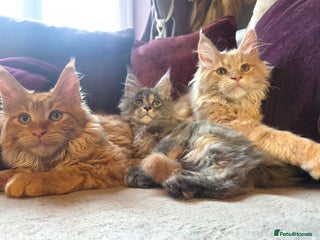 Maine Coon cats TiCA reg/Parents Fully Health Tested - Advert 1