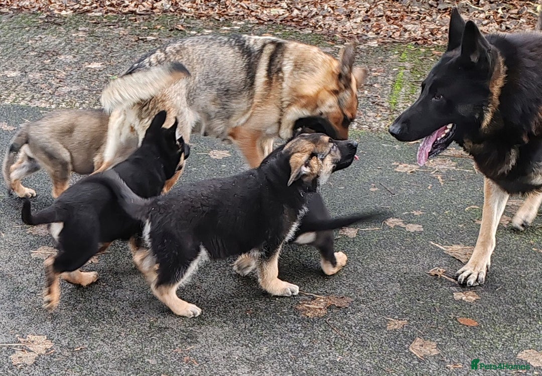 German Shepherd dogs for sale: German Shepherd Puppies - Advert 5