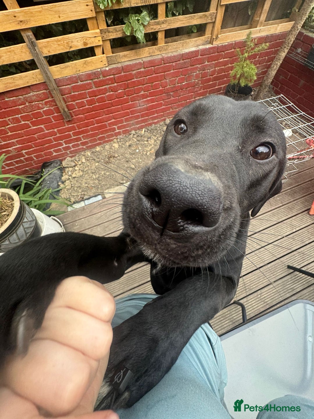 Mixed Breed dogs for sale: Ronnie - 15 month male  - Image 3