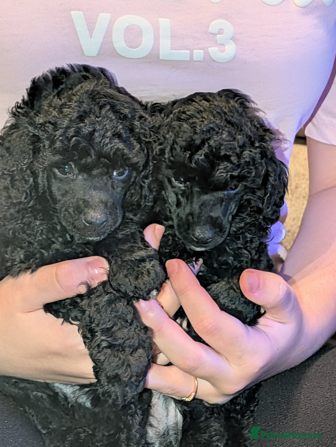 Toy Poodle dogs for sale: Toy poodle boys  - Image 3