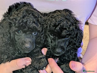 Toy Poodle dogs - Advert 14