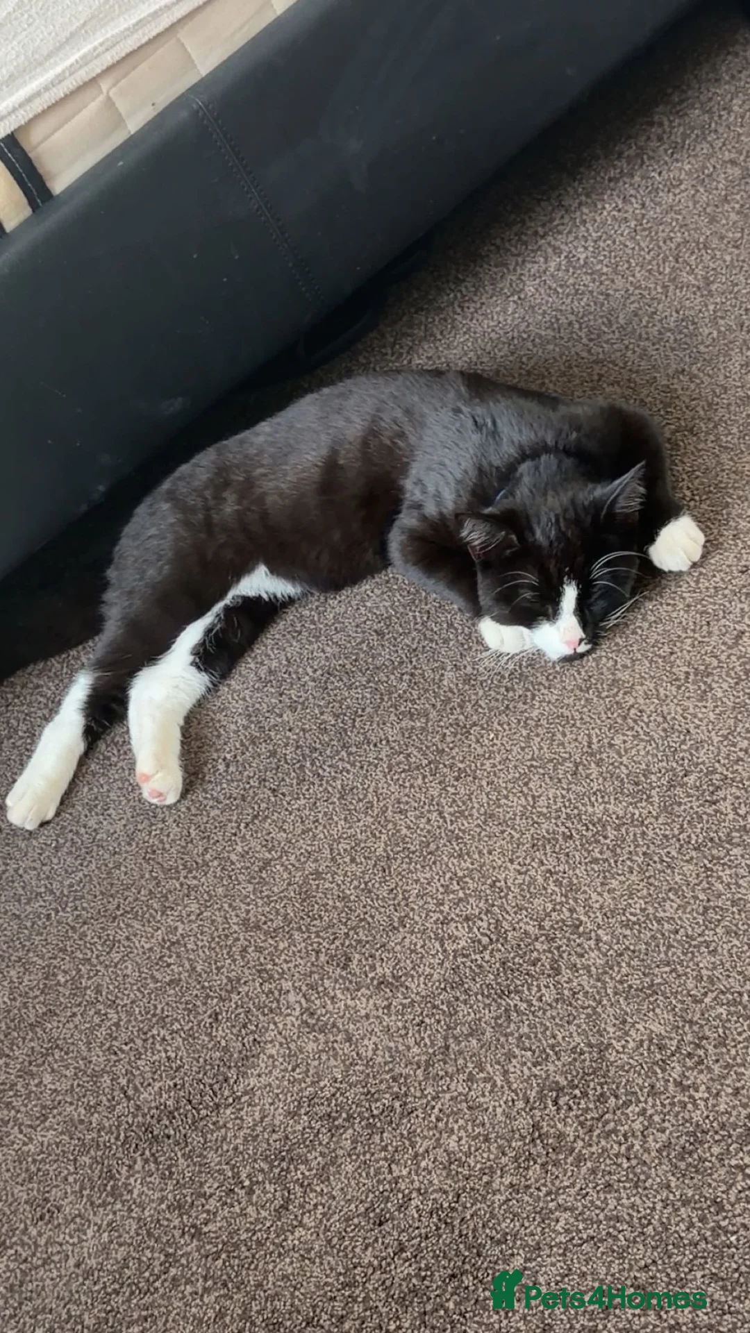 Mixed Breed cats for sale: Black and white kitten for sale  - Advert 2