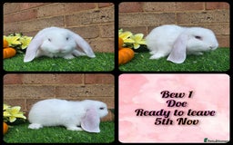 French Lop rabbits for sale: Fully Pedigree French Lops - Advert 10