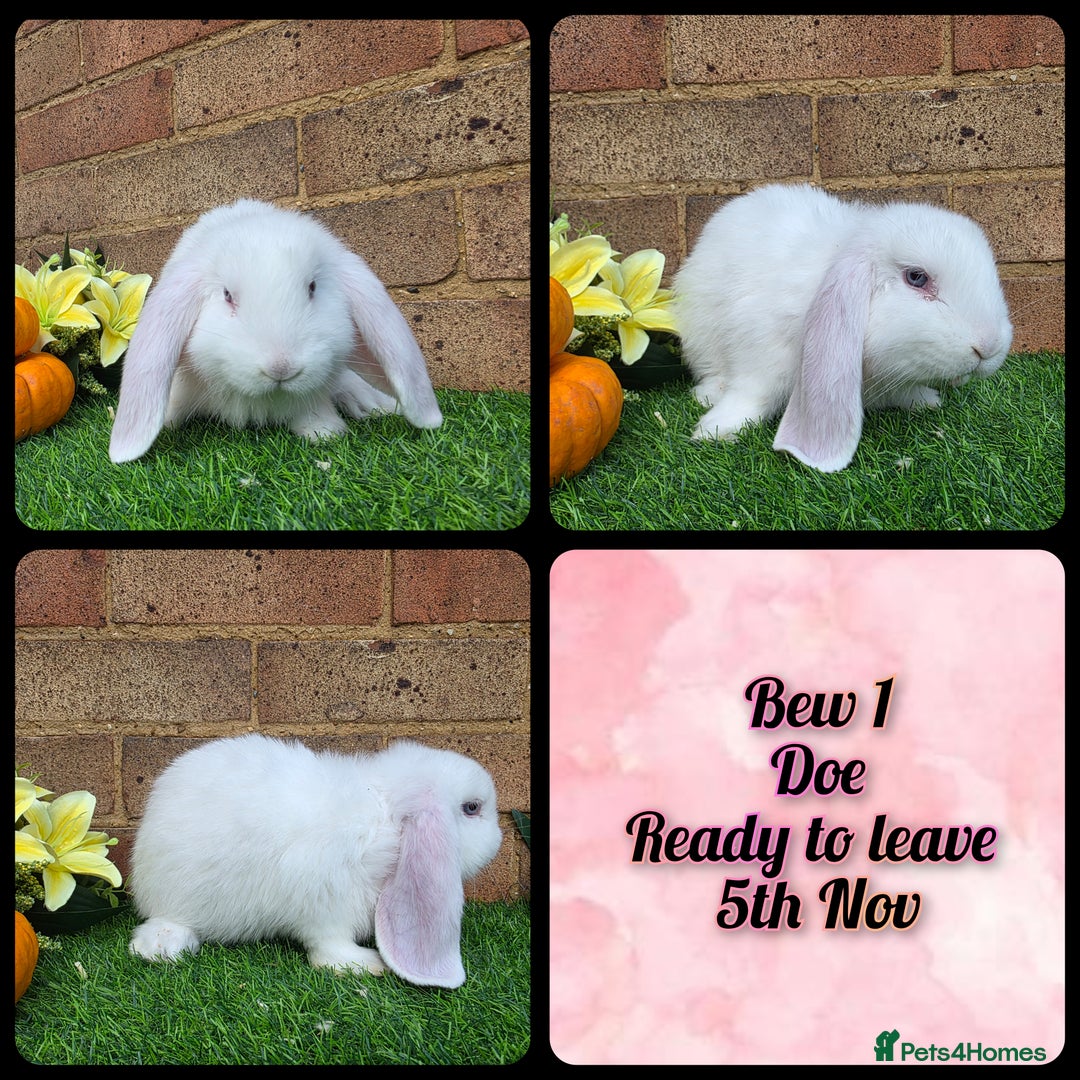 French Lop rabbits for sale: Fully Pedigree French Lops - Advert 10