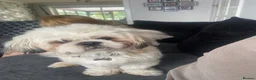 Mixed Breed dogs for sale: Shih tzu x Lhasa Aspo for rehome  - Advert 5