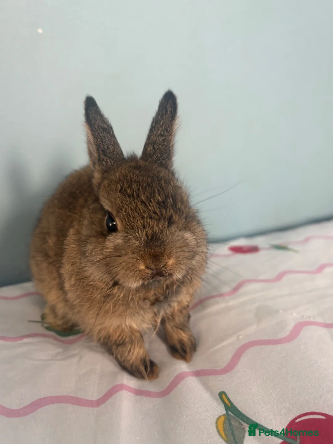 Netherland Dwarf rabbits for sale: 2 netherland dwarf babies  - Advert 2