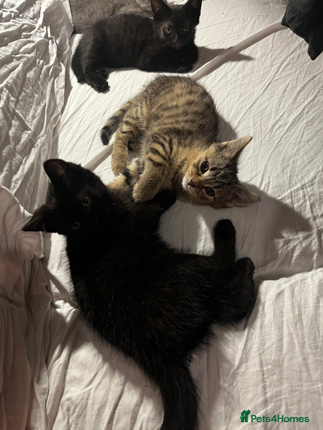 British Shorthair cats for sale: Four little kittens are looking for a loving home. - Advert 3