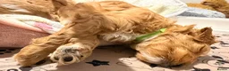 Australian Labradoodle dogs for sale: Australian Labradoodles Multigenerational  - Advert 24