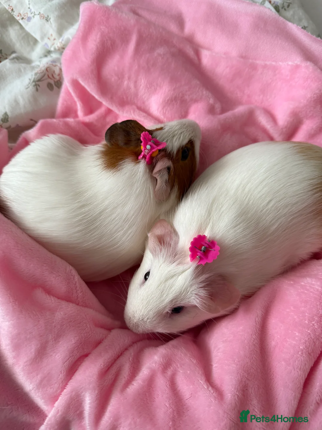 Guinea Pig rodents for sale: Two bonded male guinea pigs  in Enfield - Advert 1