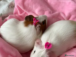 Guinea Pig rodents Two bonded male guinea pigs - Advert 1