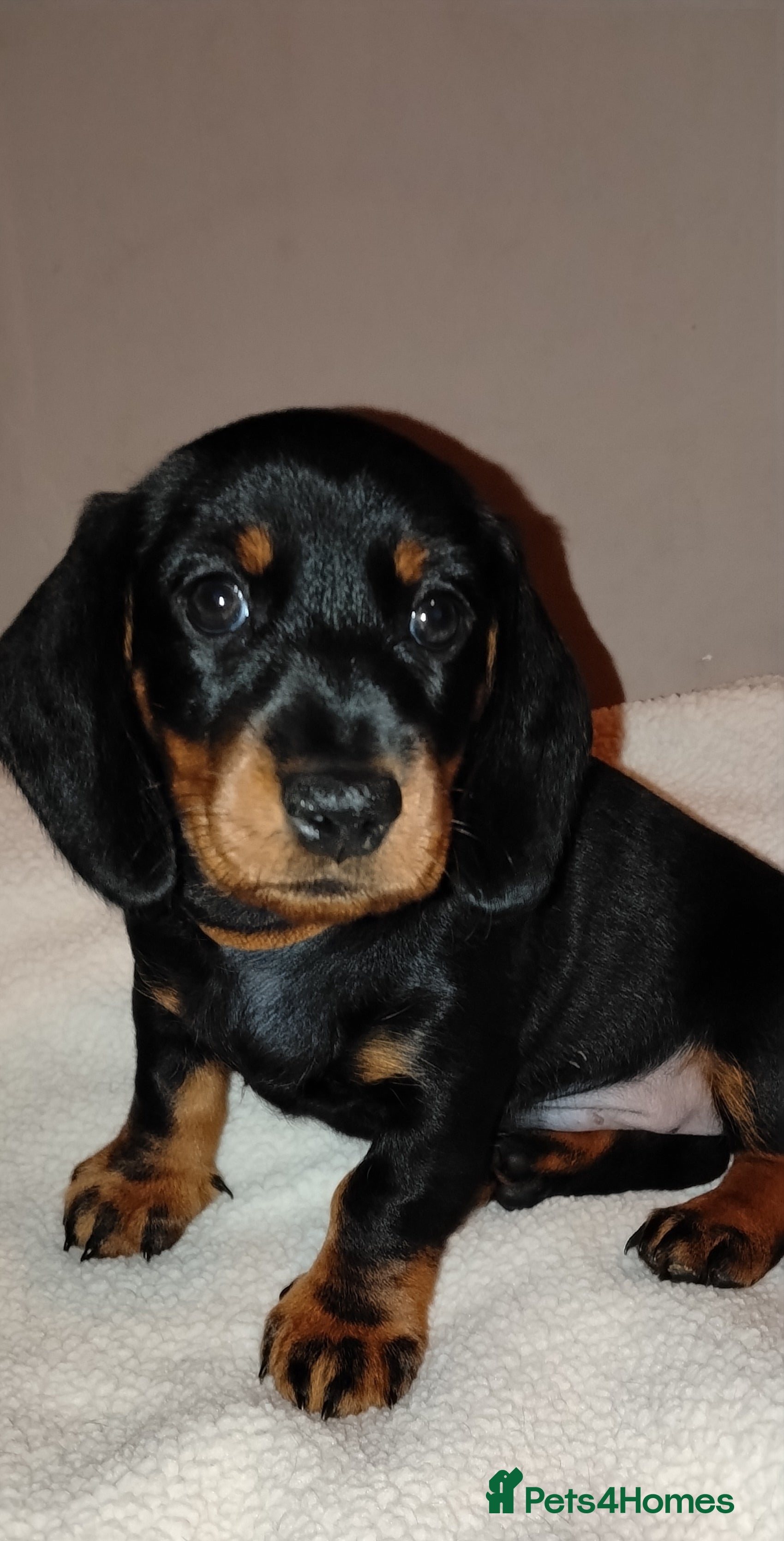 Dachshund dogs Dachshund Miniature  - Advert 9