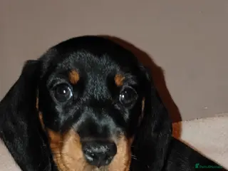 Dachshund dogs Dachshund Miniature - Advert 9