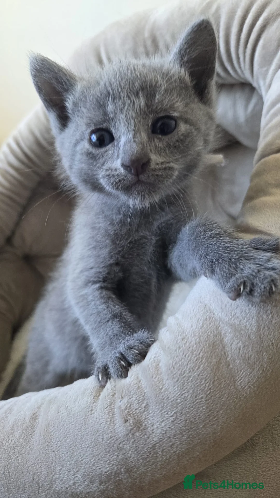 Russian Blue cats for sale: Stunning Russian Blue Boy - Tica registered  in Chatham - Advert 2