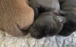 Labrador Retriever dogs for sale: KC registered Labrador pups ready October  - Image 14