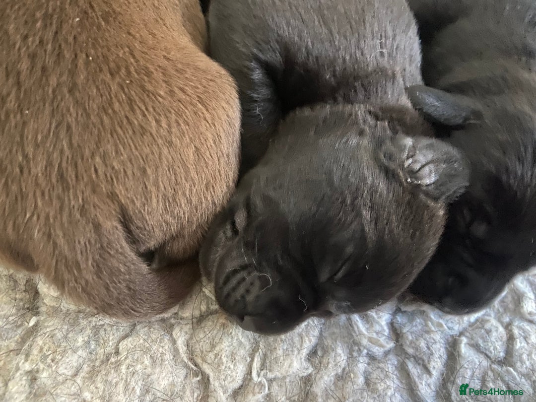 Labrador Retriever dogs for sale: KC registered Labrador pups ready October  - Image 14